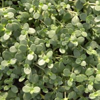 Peplidium maritimum (L.f.) Asch.